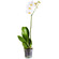 White Phalaenopsis orchid in a pot. Dubai